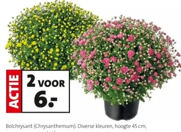 Aanbieding: Bolchrysant (Chrysanthemum)