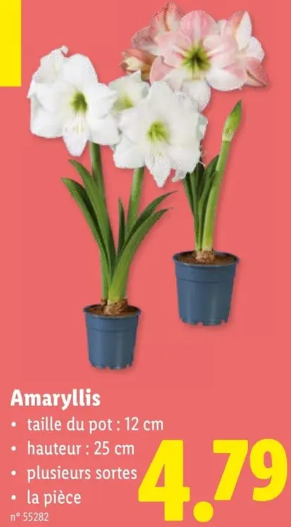 Offre: Amaryllis