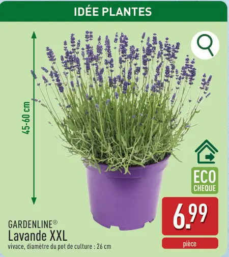 Offre: Lavande XXL