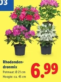 Aanbieding: Rhododendronmix