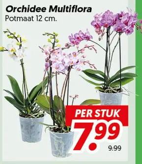 Orchidee Multiflora