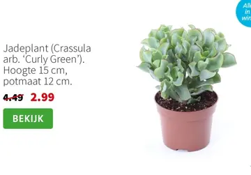 Aanbieding: Jadeplant (Crassula arb. 'Curly Green')