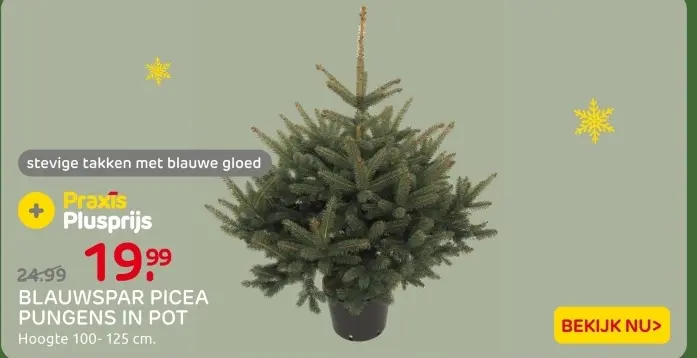 Aanbieding: Blauwspar picea pungens in pot
