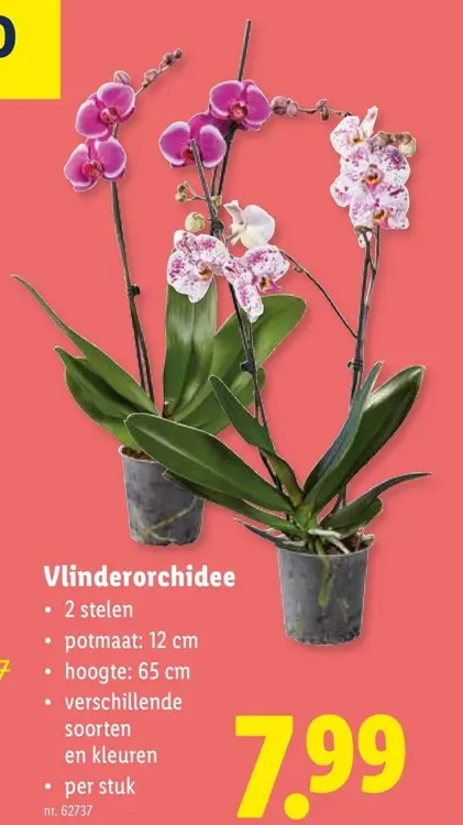 Promotie: Vlinderorchidee