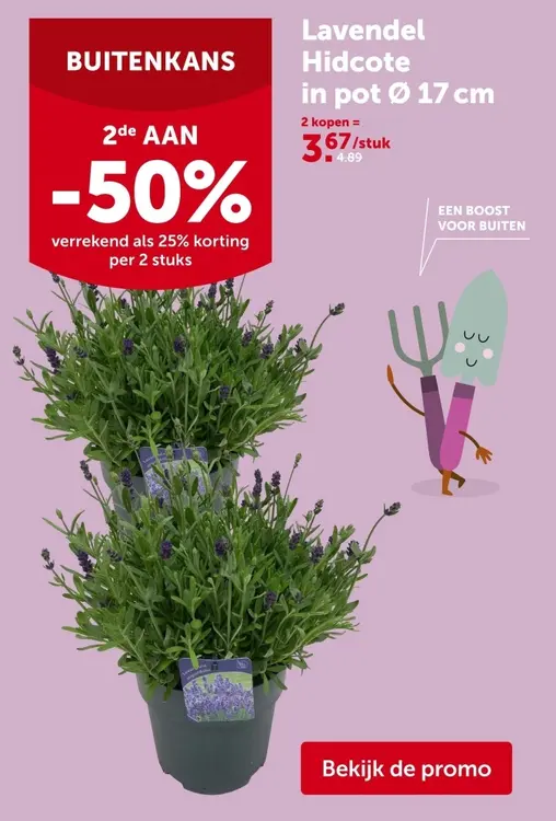 Promotie: Lavendel Hidcote in pot