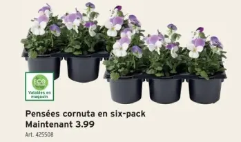 Offre: Pensées cornuta