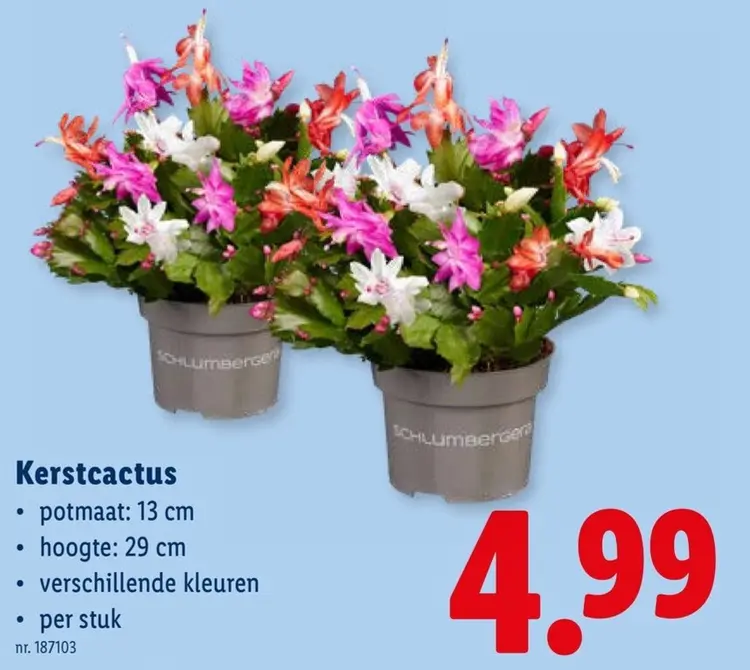 Promotie: Kerstcactus