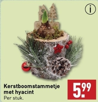 Aanbieding: Kerstboomstammetje met hyacint