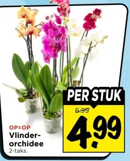 Vlinder-orchidee