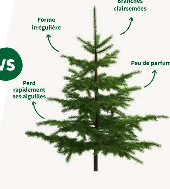 Offre: Sapin