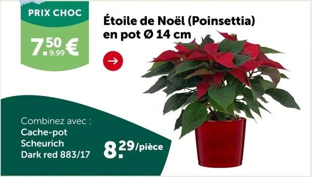 Offre: Étoile de Noël (Poinsettia)