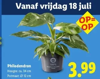 Aanbieding: Philodendron