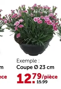 Offre: Œillet (Dianthus) Pink Kisses coupe 23 cm