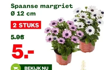 Aanbieding: Spaanse margriet