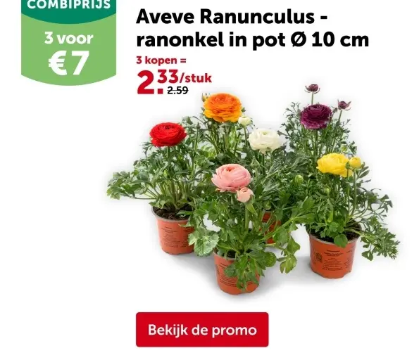 Promotie: Aveve Ranunculus - ranonkel in pot