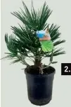 Aanbieding: Palmen mix