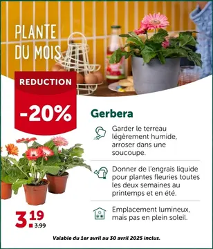 Offre: Gerbera en mélange 12cm