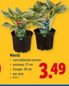 Promotie: Hosta
