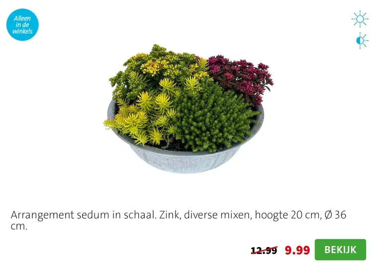 Aanbieding: Arrangement sedum in schaal