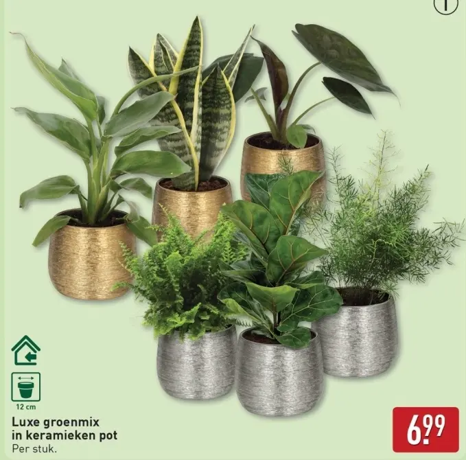 Aanbieding: Luxe groenmix in keramieken pot