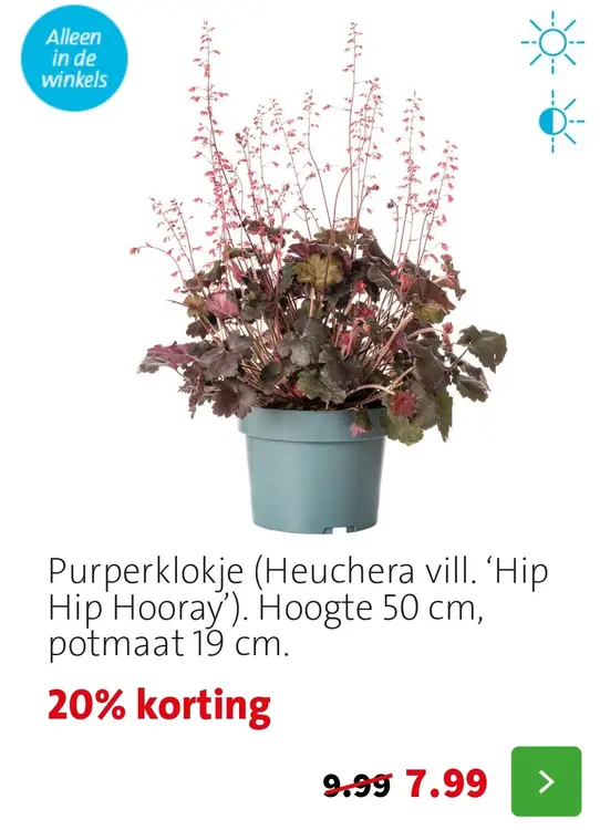 Aanbieding: Purperklokje (Heuchera vill. 'Hip Hip Hooray'