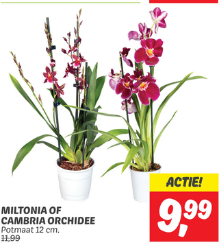 Aanbieding: MILTONIA OF CAMBRIA ORCHIDEE