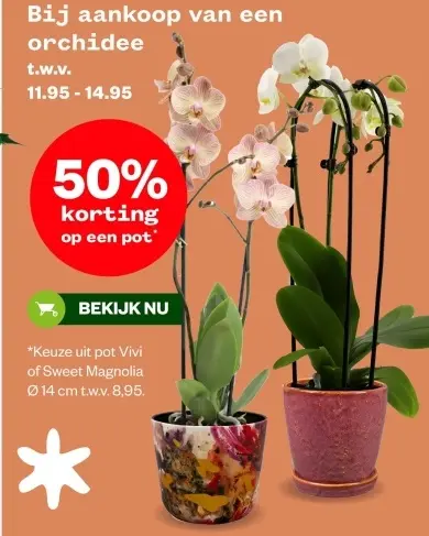 Aanbieding: orchidee