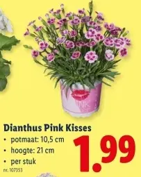 Promotie: Dianthus Pink Kisses