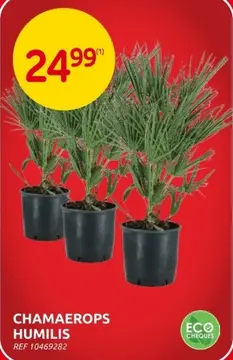 Aanbieding: Chamaerops humilis