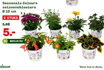 Aanbieding: Seasonals Colours seizoensbloeiers