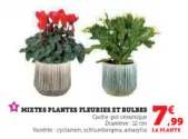 Offre: Mixtes plantes fleuries et bulbes