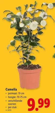 Promotie: Camelia