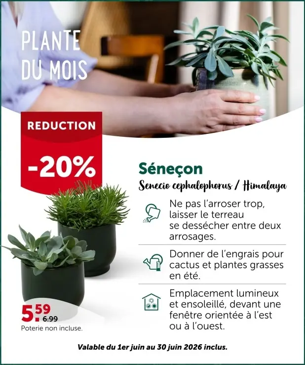 Offre: Séneçon Senecio cephalophorus / Himalaya