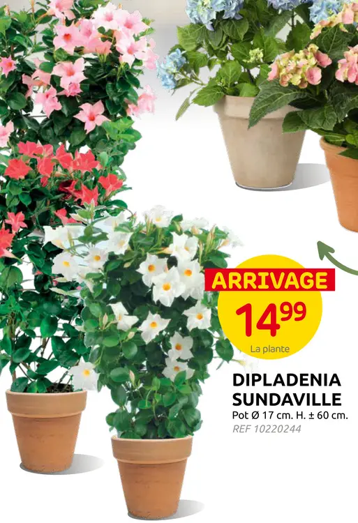 Promotie: Dipladenia sundaville