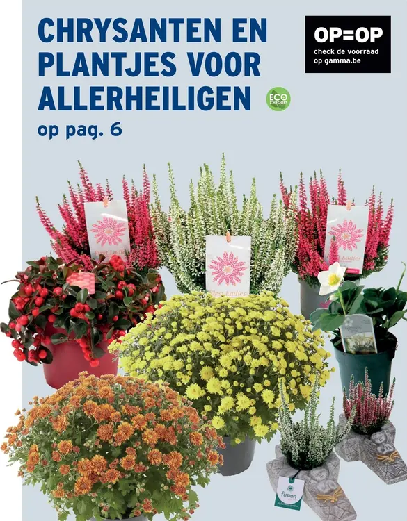 Promotie: Chrysanten en plantjes voor Allerheiligen