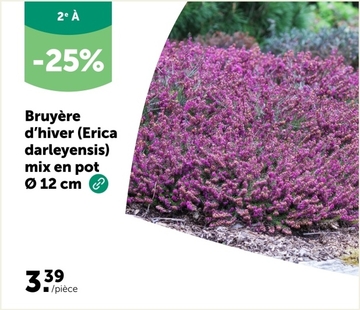 Offre: Bruyère d'hiver (Erica darleyensis) mix en po