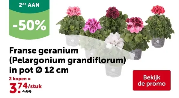 Promotie: Franse geranium in pot 12 cm