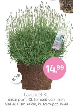 Aanbieding: Lavendel XL