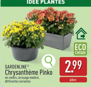 Offre: Chrysanthème Pinko