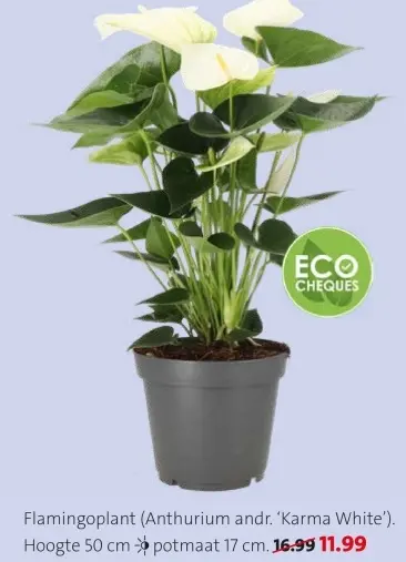 Promotie: Flamingoplant (Anthurium andr. 'Karma White')
