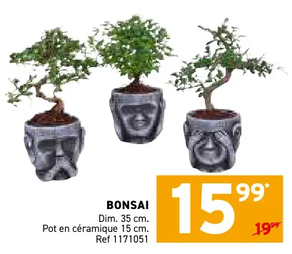 Offre: Bonsai