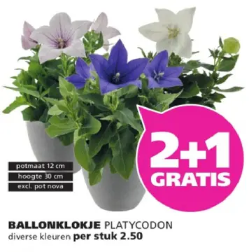 Aanbieding: Ballonklokje platycodon