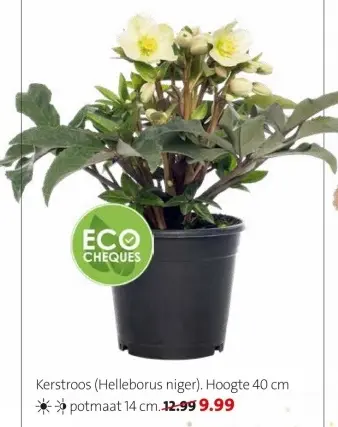 Aanbieding: Kerstroos (Helleborus niger)