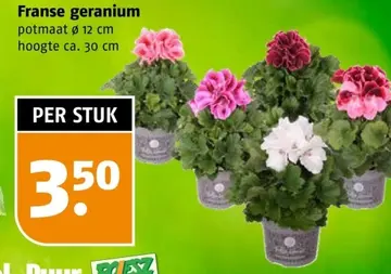 Aanbieding: Franse geranium