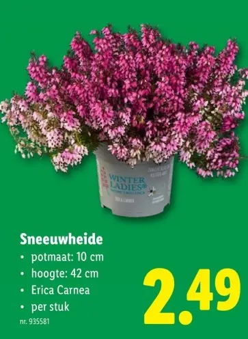 Promotie: Sneeuwheide