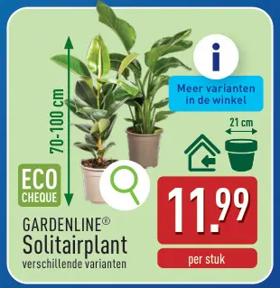 Promotie: Solitairplant