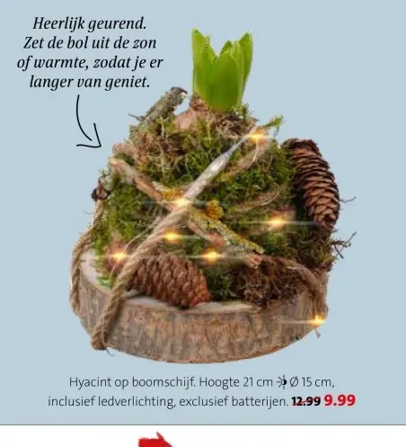 Aanbieding: Hyacint op boomschijf