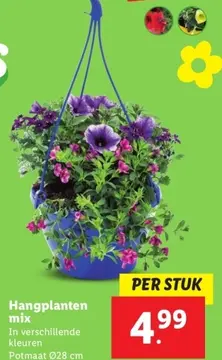 Aanbieding: Hangplanten mix