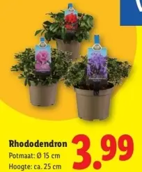 Aanbieding: Rhododendron