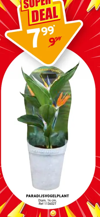 Promotie: Paradijsvogelplant